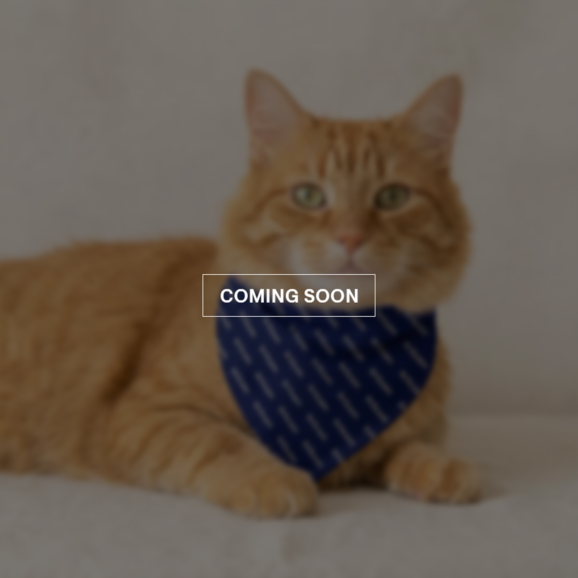 Cat Bandana - Image 1