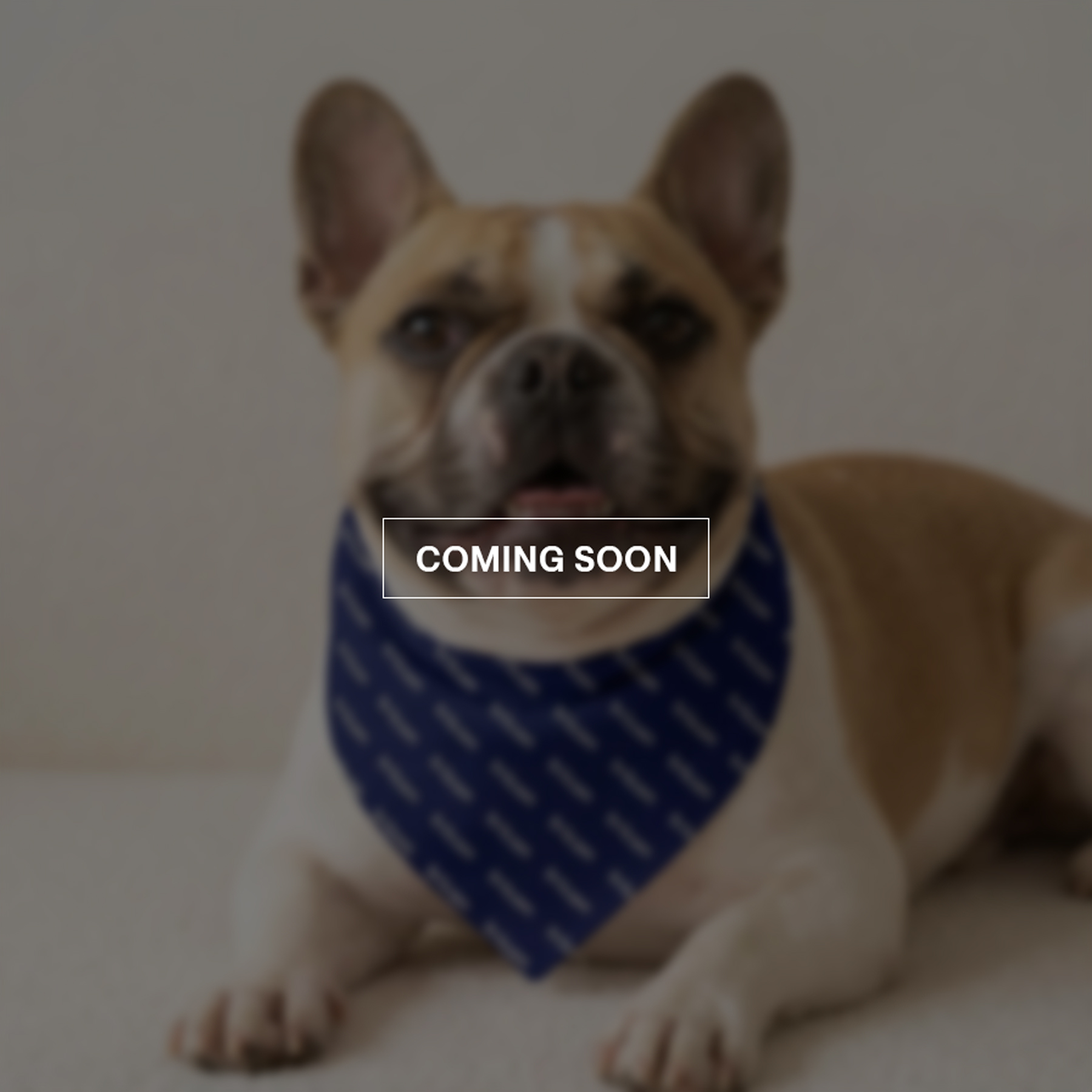 Dog Bandana - Image 1